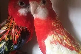 Papugi Rozelle Białolice para lęgowa, Głowno