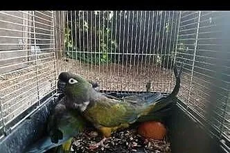 Sprzedam papugi patagonki konury patagońskie, Mazowieckie, Kuczki-Kolonia