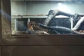Para waranów leśnych + terrarium