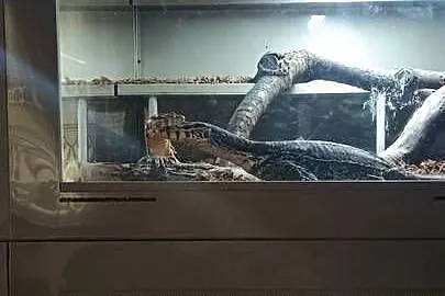 Para waranów leśnych + terrarium