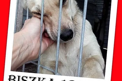 Młoda,roczna,mała,tulaśna,przerażona schroniskiem suczka BISZA.Pilne,  mazowieckie Warszawa
