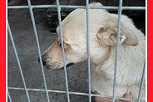Młoda,roczna,mała,tulaśna,przerażona schroniskiem 