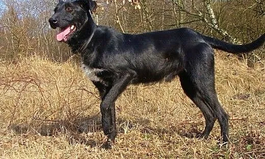 Platon to piękny dostojny psiak, tu gdzie mieszka