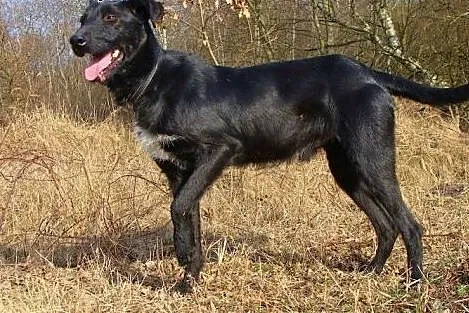 Platon to piękny dostojny psiak, tu gdzie mieszka 