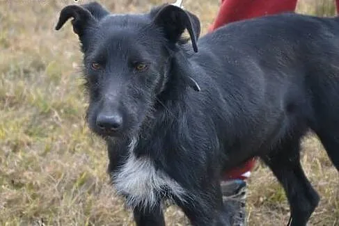 Platon to piękny dostojny psiak, tu gdzie mieszka 