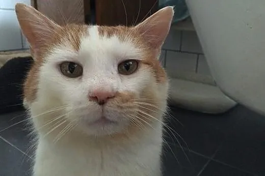 Uratowany przed śmiercią Janiczek szuka domu!,  Pozostałe cała Polska
