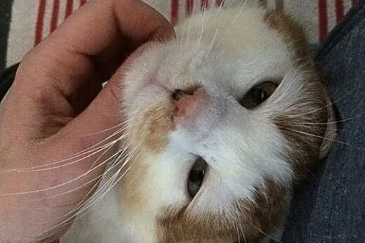 Uratowany przed śmiercią Janiczek szuka domu!,  Po