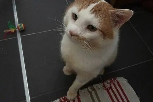 Uratowany przed śmiercią Janiczek szuka domu!,  Po
