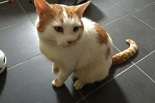 Uratowany przed śmiercią Janiczek szuka domu!,  Po