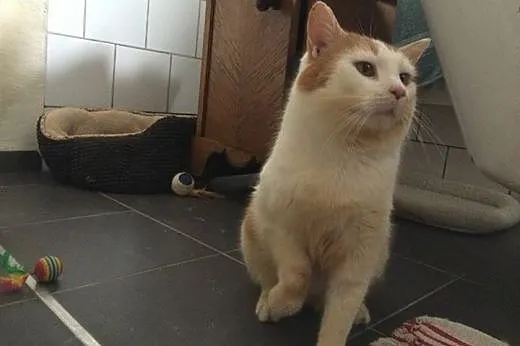 Uratowany przed śmiercią Janiczek szuka domu!,  Po