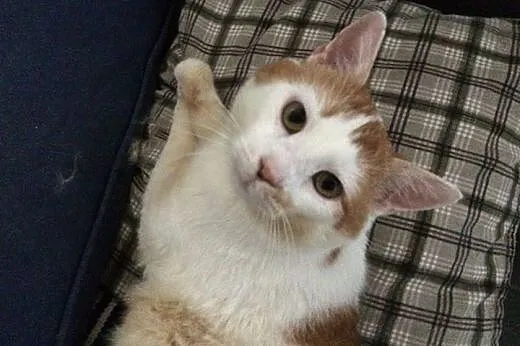 Uratowany przed śmiercią Janiczek szuka domu!,  Po