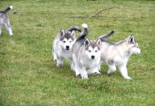 Alaskan Malamute rezerwacja , podkarpackie Dębica