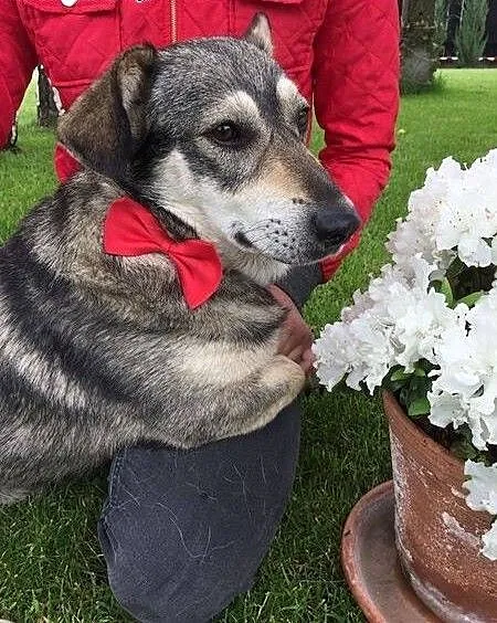 Jamorek, rezolutny psiak do adopcji!, Kundelki cała Polska,