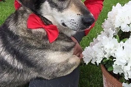 Jamorek, rezolutny psiak do adopcji!, Kundelki cała Polska