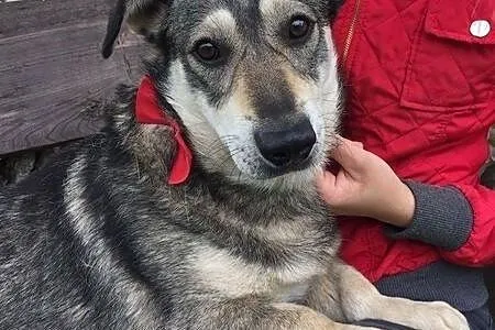 Jamorek, rezolutny psiak do adopcji!,  Kundelki cała Polska, 