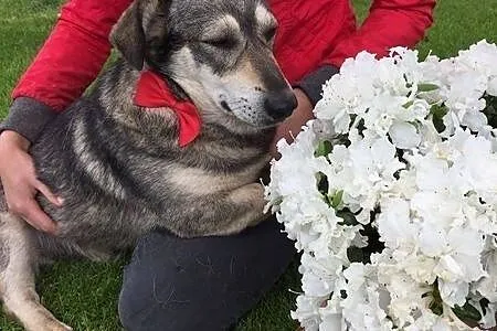 Jamorek, rezolutny psiak do adopcji!,  Kundelki cała Polska, 