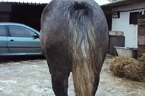 Ogier szpak
