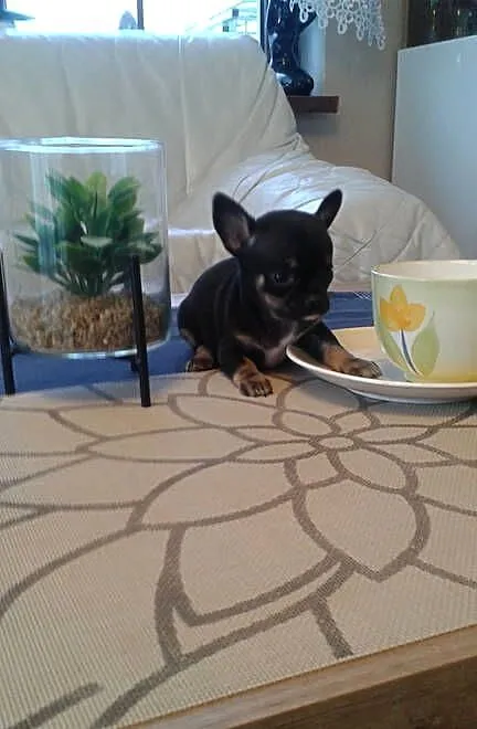 Chihuahua piesek z rodowodem, Opolskie, Opole
