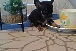 Chihuahua piesek z rodowodem