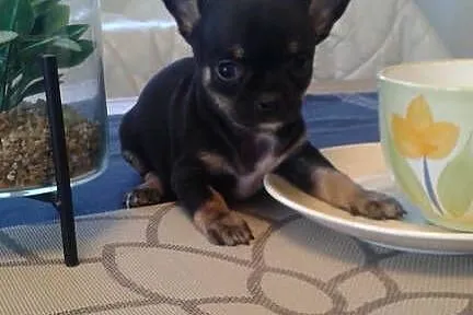 Chihuahua piesek z rodowodem, Opolskie, Opole