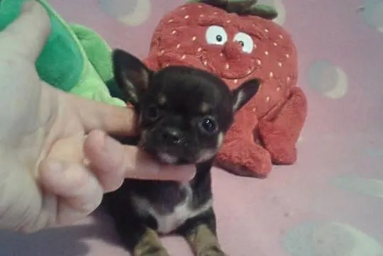 Chihuahua piesek z rodowodem, Opolskie, Opole