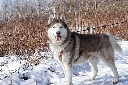 Timur - piękny, rodowodowy husky czeka na dom,  ma