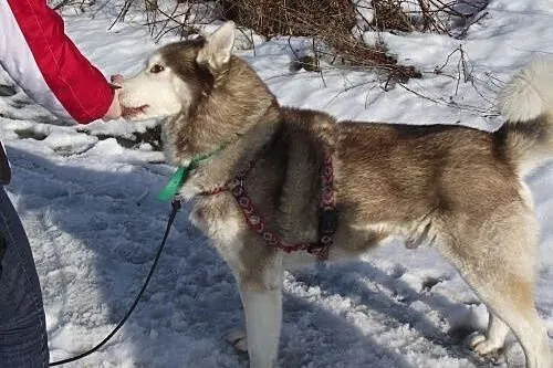 Timur - piękny, rodowodowy husky czeka na dom,  ma