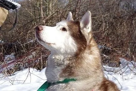 Timur - piękny, rodowodowy husky czeka na dom,  ma