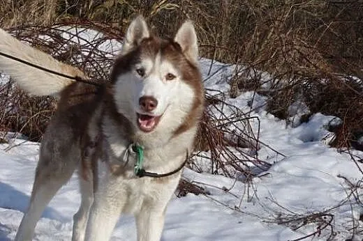 Timur - piękny, rodowodowy husky czeka na dom,  ma