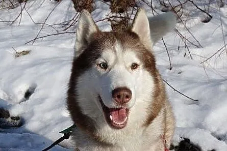 Timur - piękny, rodowodowy husky czeka na dom,  ma