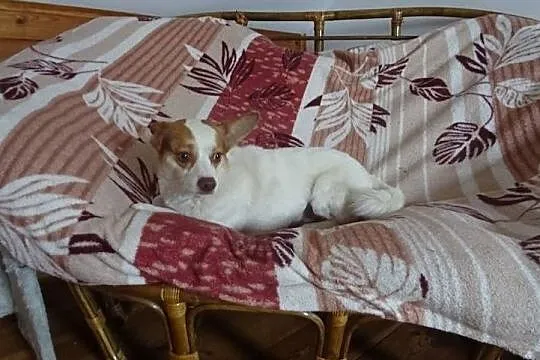 Tuptuś cudeńko szuka domku