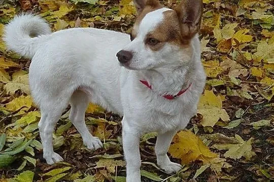 Tuptuś cudeńko szuka domku, Podlaskie, Białystok