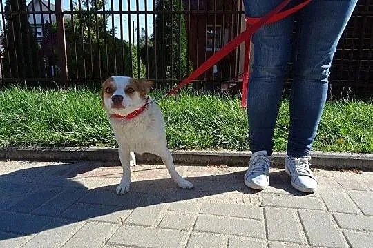 Tuptuś cudeńko szuka domku, Podlaskie, Białystok