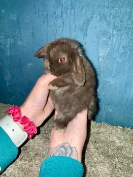 Mini Lop Królik Miniaturka Teddy Miniaturki Mini Lopki, , Godowa 