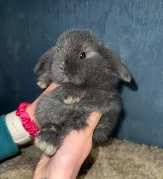 Mini Lop Królik Miniaturka Teddy Miniaturki Mini Lopki, , Godowa 