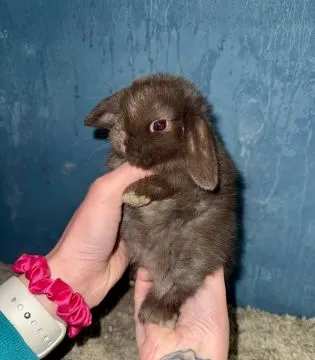 Mini Lop Królik Miniaturka Teddy Miniaturki Mini Lopki, , Godowa 