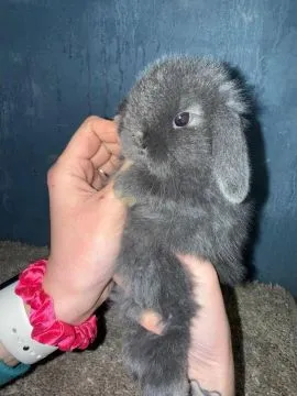 Mini Lop Królik Miniaturka Teddy Miniaturki Mini Lopki, , Godowa 