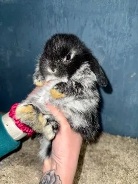 Mini Lop Królik Miniaturka Teddy Miniaturki Mini Lopki, , Godowa 