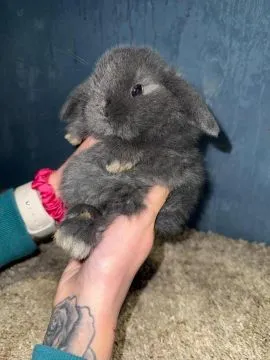 Mini Lop Królik Miniaturka Teddy Miniaturki Mini Lopki, , Godowa 
