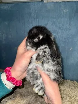 Mini Lop Królik Miniaturka Teddy Miniaturki Mini Lopki, , Godowa 