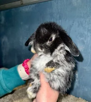 Mini Lop Królik Miniaturka Teddy Miniaturki Mini Lopki, , Godowa 