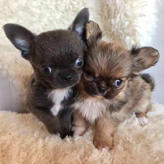 Przepiękne Chihuahua szczenięta gotowe do sprzedaży w nowych domach, Śląskie, Będzin