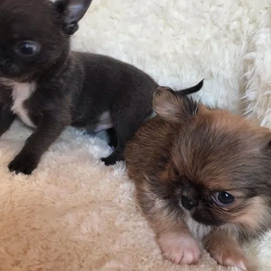Przepiękne Chihuahua szczenięta gotowe do sprzedaży w nowych domach, Śląskie, Będzin