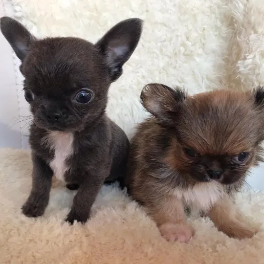 Przepiękne Chihuahua szczenięta gotowe do sprzedaży w nowych domach, Śląskie, Będzin