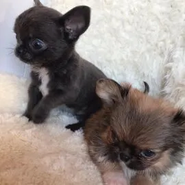Przepiękne Chihuahua szczenięta gotowe do sprzedaży w nowych domach