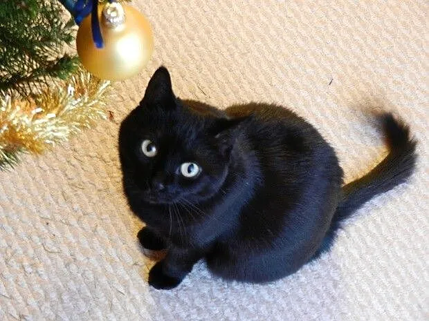 Julcia do pilnej adopcji