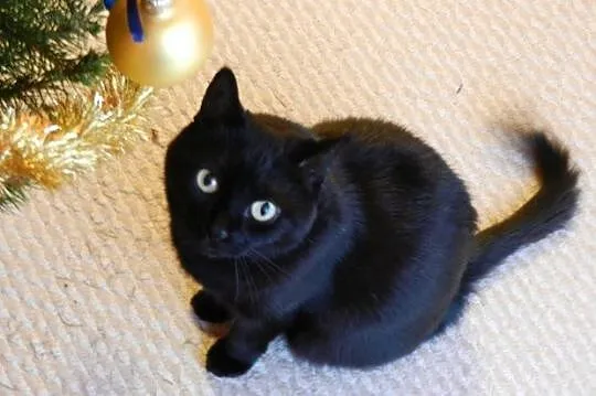 Julcia do pilnej adopcji