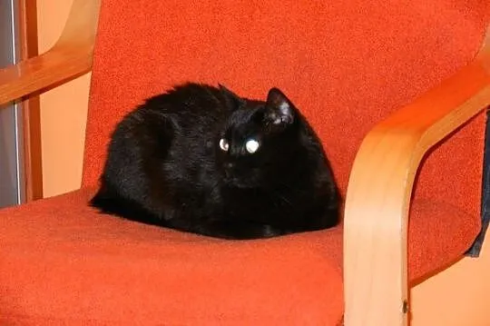 Julcia do pilnej adopcji