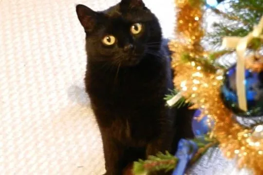 Julcia do pilnej adopcji