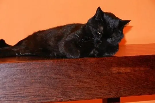 Julcia do pilnej adopcji